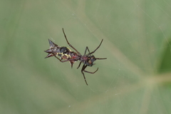 Micrathena swainsoni
