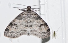 Lobophora nivigerata