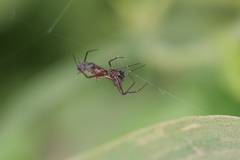 Micrathena swainsoni