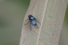 Lucilia eximia