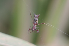 Micrathena swainsoni