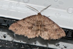 Melanolophia signataria