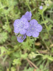 Phacelia hirsuta
