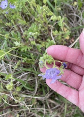 Phacelia hirsuta