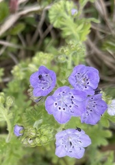 Phacelia hirsuta
