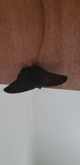 Lepidoptera