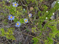 Felicia aethiopica