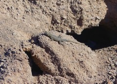 Microlophus theresioides