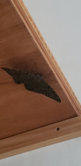 Lepidoptera