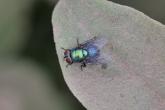 Lucilia eximia
