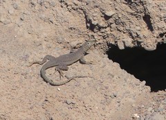 Microlophus theresioides