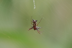 Micrathena swainsoni