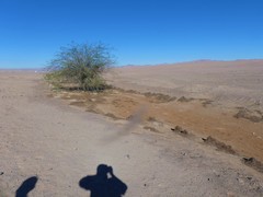 Microlophus theresioides