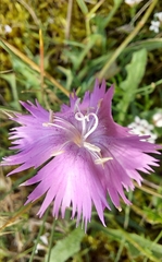 Dianthus gallicus