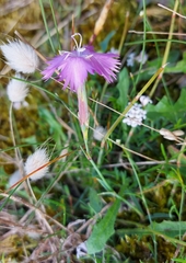 Dianthus gallicus