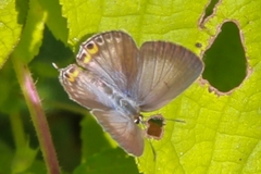 Euchrysops
