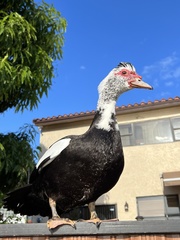 Cairina moschata domestica
