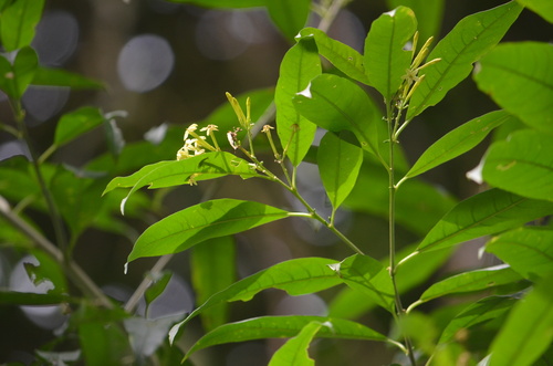 intermediate cestrum (Cestrum intermedium)