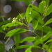 Cestrum intermedium - Photo (c) Júlia Gava Sandrini, algunos derechos reservados (CC BY-NC), subido por Júlia Gava Sandrini