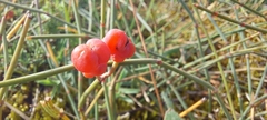 Ephedra distachya