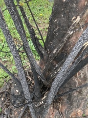 Eriococcus lagerstroemiae