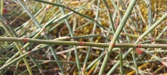 Ephedra distachya