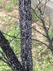 Eriococcus lagerstroemiae