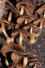 Psathyrella echinata