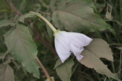 Oenothera centaurifolia