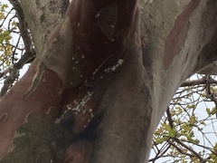 Eriococcus lagerstroemiae