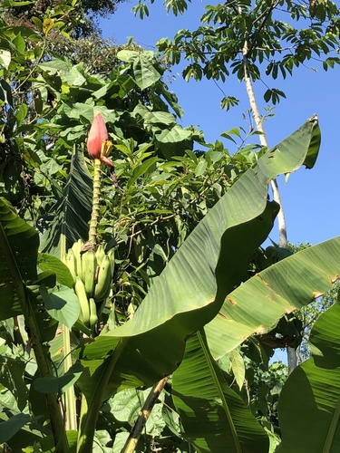 Musa rubra, photograph 2