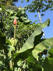 Musa rubra, photograph Skjold Søndergaard, CC BY, iNaturalist via GBIF