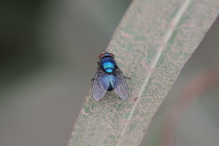 Lucilia eximia