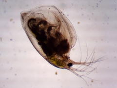 Simocephalus exspinosus