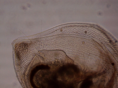 Simocephalus exspinosus