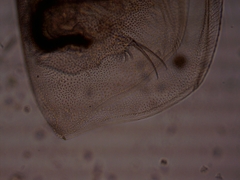 Simocephalus exspinosus