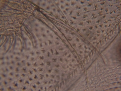 Simocephalus exspinosus