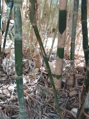 Bambusa stenostachya