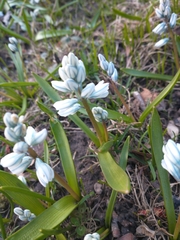 Puschkinia scilloides