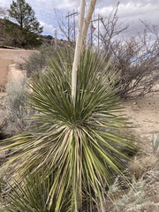 Yucca glauca glauca