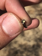 Andrena wellesleyana