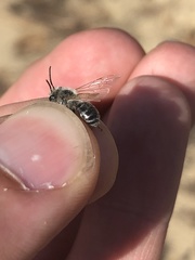 Andrena wellesleyana