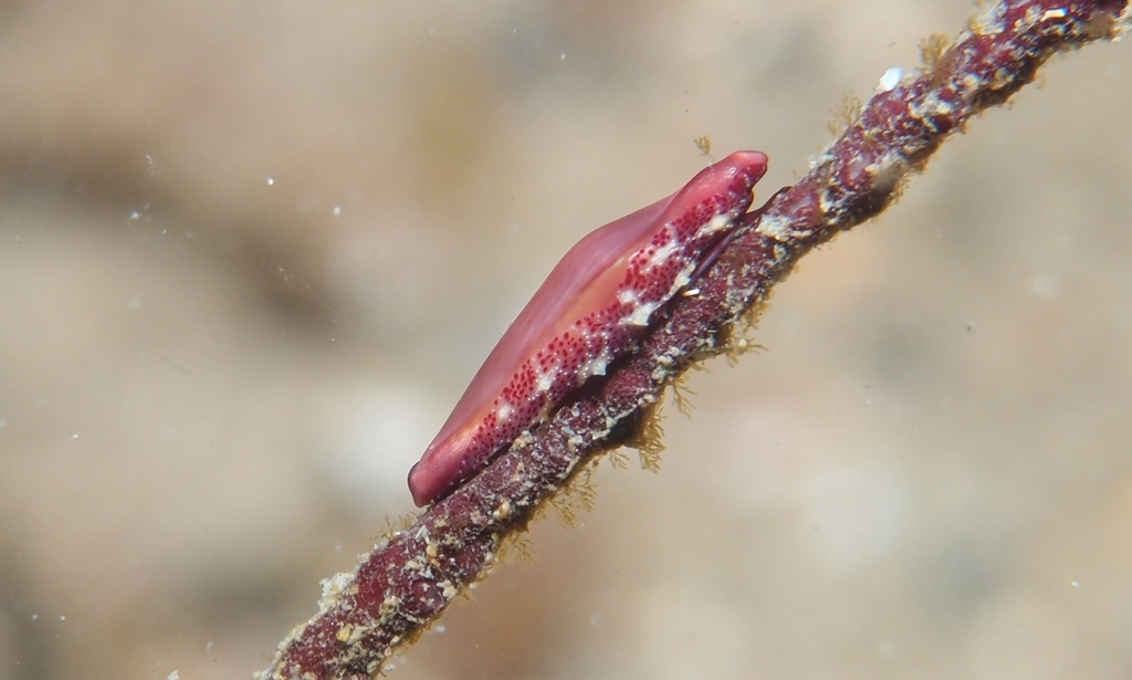 Cuspivolva queenslandica