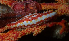 Pellasimnia improcera