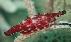 Phenacovolva nectarea