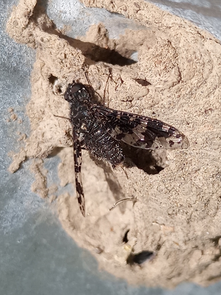 Charcoal Bee Flies from Guillermo Hudson, Provincia de Buenos Aires