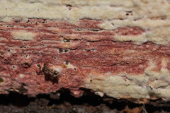 Ceriporia purpurea