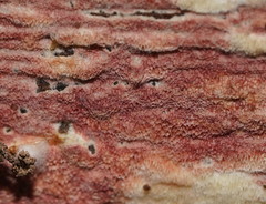 Ceriporia purpurea