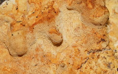 Gloeoporellus merulinus