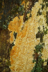 Gloeoporellus merulinus